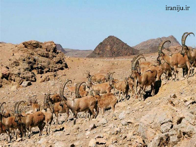 حیات وحش پارک ملی سرخه حصار